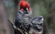 Inside The Greater Blue Mountains World Heritage - A Wildlife Safari Overnight - thumb 12