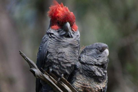 Inside The Greater Blue Mountains World Heritage - A Wildlife Safari Overnight - Goulburn Accommodation 12