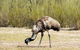 Inside The Greater Blue Mountains World Heritage - A Wildlife Safari Overnight - thumb 19