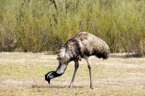 Inside The Greater Blue Mountains World Heritage - A Wildlife Safari Overnight - Goulburn Accommodation 19