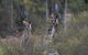 Inside The Greater Blue Mountains World Heritage - A Wildlife Safari Overnight - thumb 18