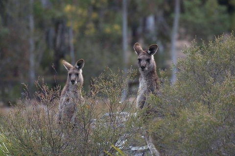 Inside The Greater Blue Mountains World Heritage - A Wildlife Safari Overnight - Goulburn Accommodation 18