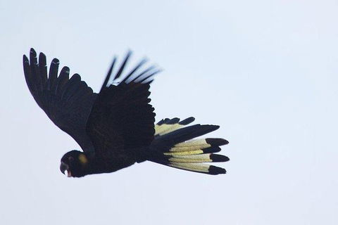 Inside The Greater Blue Mountains World Heritage - A Wildlife Safari Overnight - Goulburn Accommodation 11
