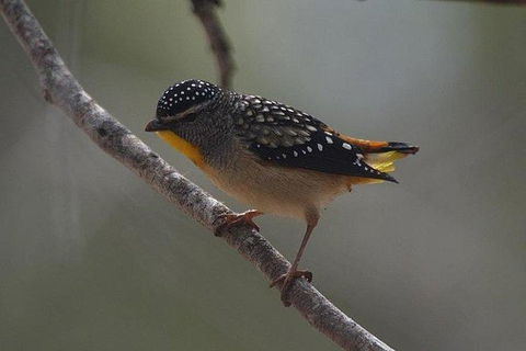 Inside The Greater Blue Mountains World Heritage - A Wildlife Safari Overnight - Goulburn Accommodation 7