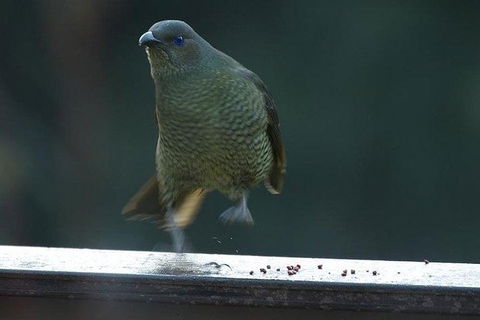 Inside The Greater Blue Mountains World Heritage - A Wildlife Safari Overnight - Goulburn Accommodation 21