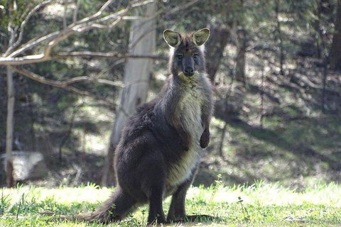 Inside The Greater Blue Mountains World Heritage - A Wildlife Safari Overnight - Goulburn Accommodation 27