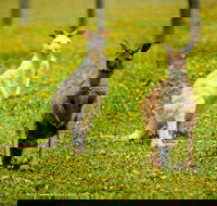 Bordertown Wildlife Park - Goulburn Accommodation