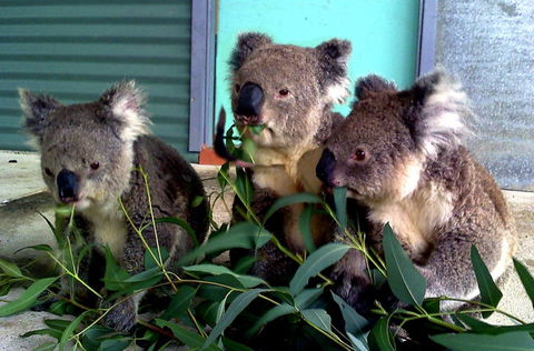Cohunu Koala Park - Goulburn Accommodation 0