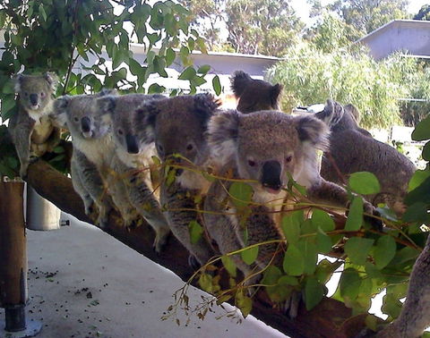 Cohunu Koala Park - Goulburn Accommodation 1