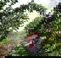 Harben Vale Pick Your Own Cherries - Goulburn Accommodation