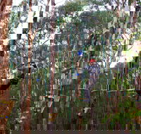 Kinglake Forest Adventures - Goulburn Accommodation