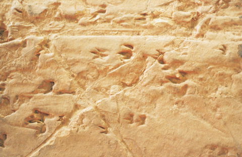 Lark Quarry Conservation Park - Goulburn Accommodation 2