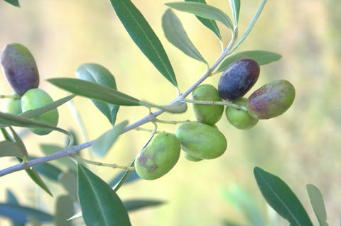 Olives Of Beaulieu - Goulburn Accommodation 2