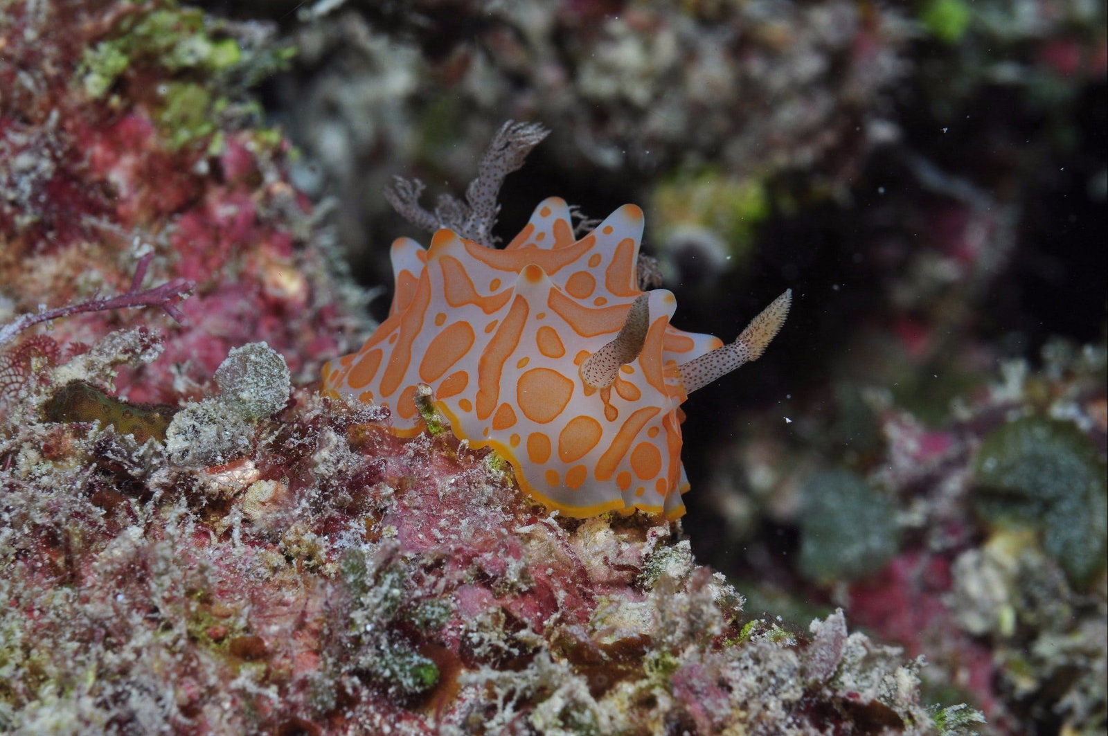 Palm Island QLD Goulburn Accommodation