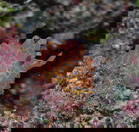 Pelorus and Orpheus Islands - Goulburn Accommodation