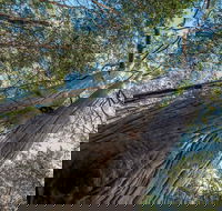 Wallumatta Nature Reserve - Goulburn Accommodation