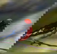 Weddin Bird Trails - Goulburn Accommodation