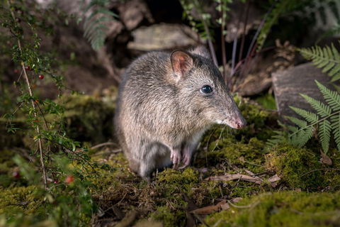 Wildlife Wonders - Goulburn Accommodation 0