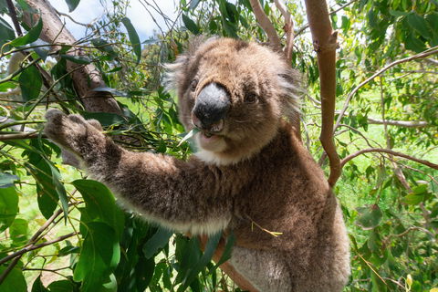 Wildlife Wonders - Goulburn Accommodation 1