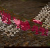 Belgrave - Goulburn Accommodation