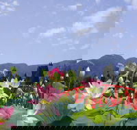 Blue Lotus Water Garden - Goulburn Accommodation