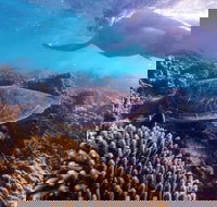 Complete Ningaloo Reef Experience - Goulburn Accommodation