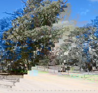 Giant Gum Tree - Goulburn Accommodation