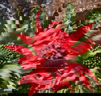 Inverawe Native Gardens - Goulburn Accommodation