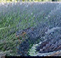 Melton - Goulburn Accommodation