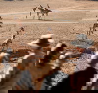 Monarto Safari Park - Goulburn Accommodation