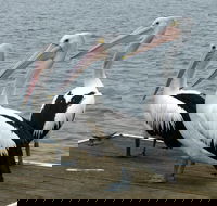 Pelican Feeding - Goulburn Accommodation
