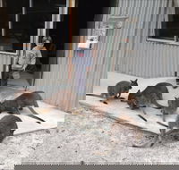 The Patriarch Wildlife Sanctuary - Goulburn Accommodation