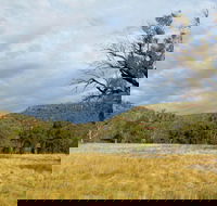 Weddin Mountains National Park - Goulburn Accommodation