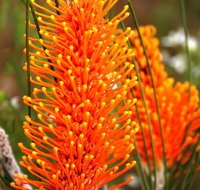 Wongan Hills Wildflowers - Goulburn Accommodation