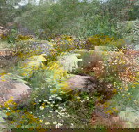 Ben Hall's Cave Walking Track - Goulburn Accommodation