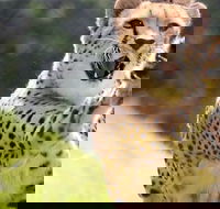 Billabong Zoo Koala and Wildlife Park - Goulburn Accommodation