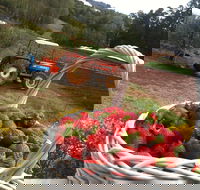 Blue Hills Berries and Cherries - Goulburn Accommodation