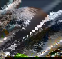 Gorge Wildlife Park - Goulburn Accommodation