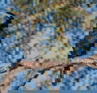Greenough River Nature Trail - Goulburn Accommodation