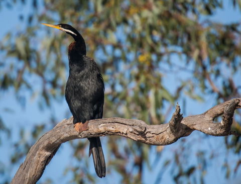Greenough River Nature Trail - Goulburn Accommodation 0