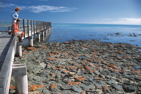 Hamelin Pool Stromatolites - Goulburn Accommodation 0
