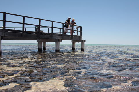 Hamelin Pool Stromatolites - Goulburn Accommodation 1