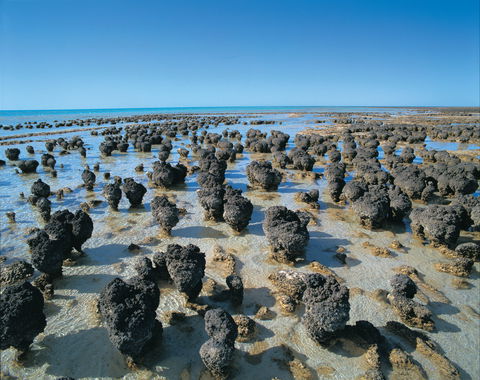 Hamelin Pool Stromatolites - Goulburn Accommodation 2