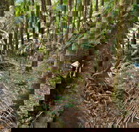 Palm Forest Walking Track - Goulburn Accommodation