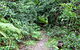 Seaforth Oval To Natural Bridge Track - thumb 0