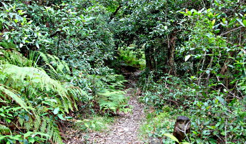Seaforth Oval To Natural Bridge Track - Goulburn Accommodation 0