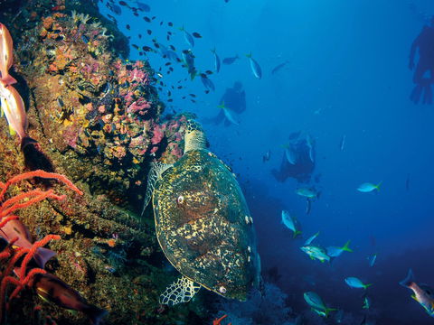 SS Yongala Dive Site - Goulburn Accommodation 0