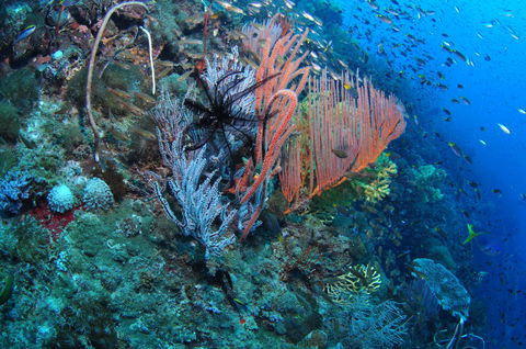 SS Yongala Dive Site - Goulburn Accommodation 1
