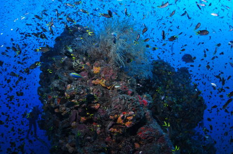 SS Yongala Dive Site - Goulburn Accommodation 2