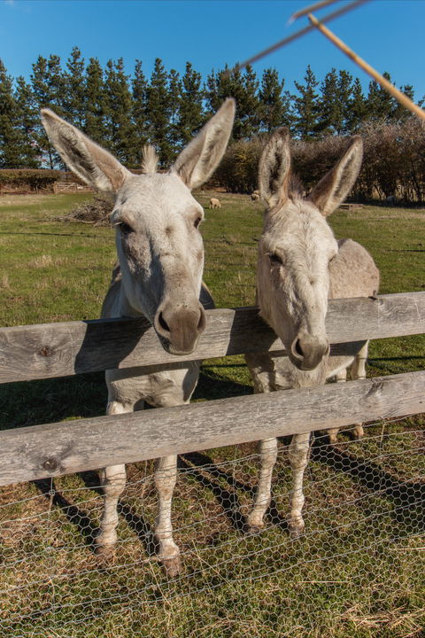 Brickendon Historic Farm And Convict Village - Goulburn Accommodation 2